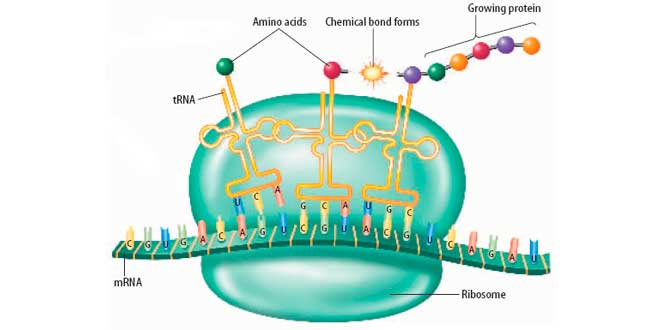 SÍNTESIS DE PROTEÍNAS SÍNTESIS DE PROTEÍNAS