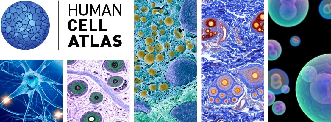Single cell; Nuevo atlas de células humanas
